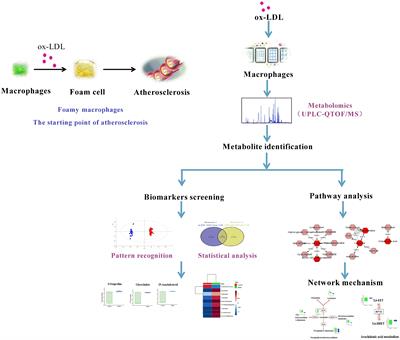 Global Metabolomics Reveals the Metabolic Dysfunction in Ox-LDL Induced Macrophage-Derived Foam Cells